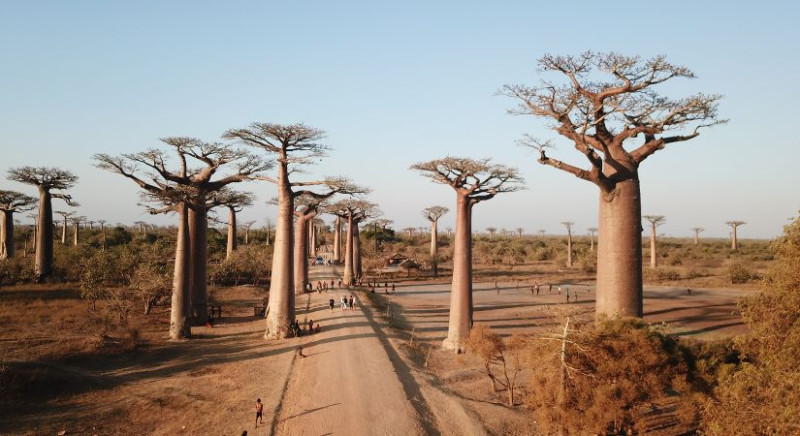 Il Baobab: un Tesoro Naturale per la tua bellezza
